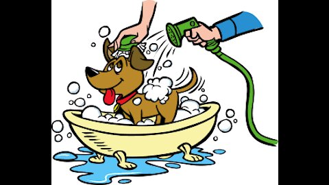 10 things to think about when bathing your dog