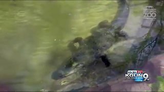 Nine foot Alligator comes to Reid Park Zoo