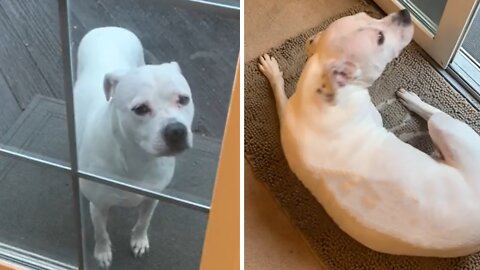 Smart Pit Bull Gets Her Paws Cleaned Before Coming Inside