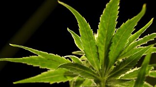 Gov. Cuomo Pushes Forward Marijuana Legalization