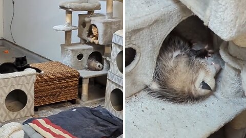 Possum crashes cat hotel in garage