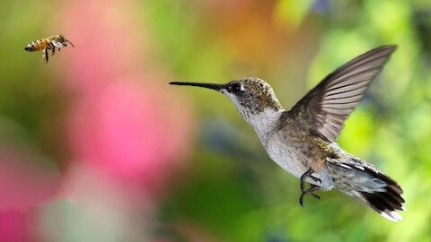The ultimate Hummingbird video compilation - Be amazed.