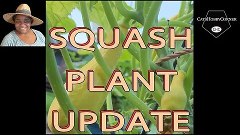 #garden CROOKED NECK #squash #plants #update - #catshobbycorner