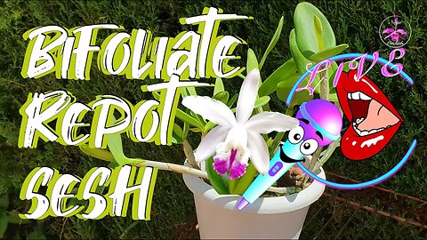 Two Cattleyas One Pot | Unpotting 👍🏼 Separating 🤞🏼 Repotting 🤔 Tutorial Tips Q&A #ninjaorchids