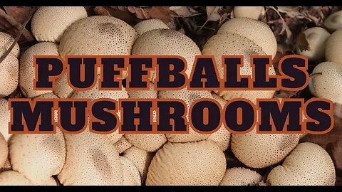 Puffballs Mushrooms