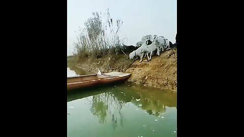 Sheeps Crossing River in Boat #goats #boating