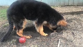 Puppy digging and burying his toy