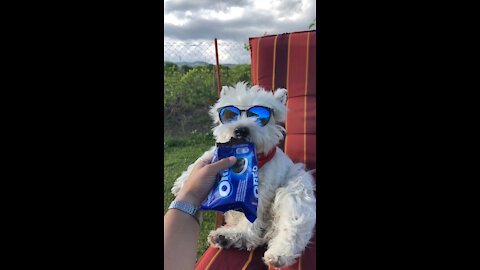 Super cool dog munches on tasty Oreo treat