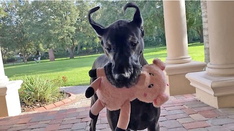 Great Dane won't go outside without stuffed animal