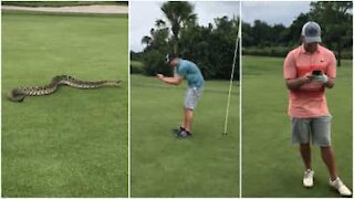 Momenti di terrore: vipera gigante compare in un campo da golf
