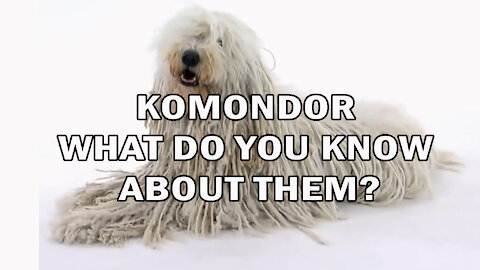 KOMONDOR | WHAT DO YOU KNOW ABOUT THEM?