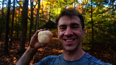 Lion's Mane Mushroom Foraging and Cooking. Wild Edible Mushroom Burger Recipe. how to cook fornite