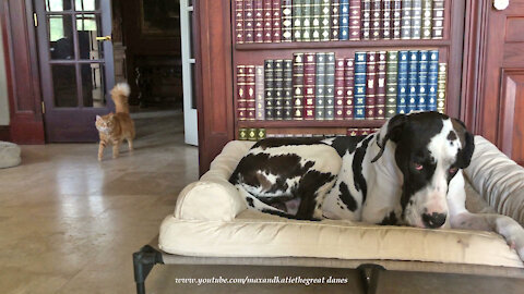 Curious Cat Checks Out Great Dane's New Dog Bed