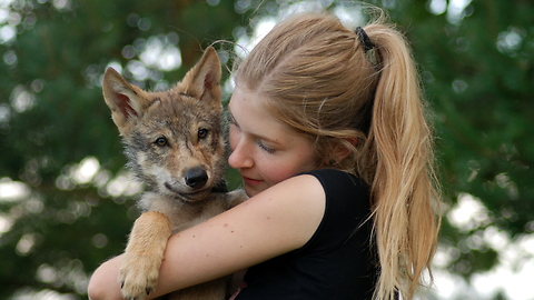 Woman adopts orphaned wolf pup