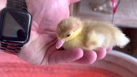 Baby ducks AGAIN!!!
