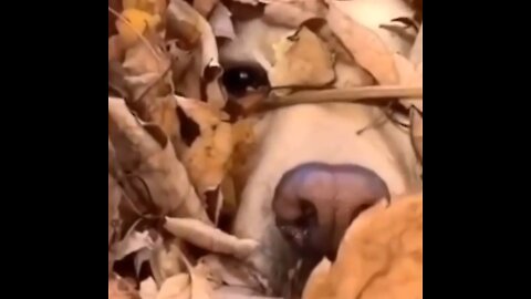 how to hide right (very cute dog)