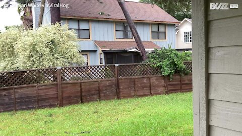 Cet arbre tombe sur une maison pendant une tempête