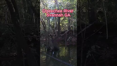 Ogeechee River/Buzzbait Bass Fishing #kayak #shortsvideo #bassangler