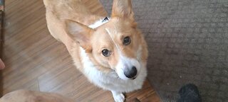 Corgi wakes me up