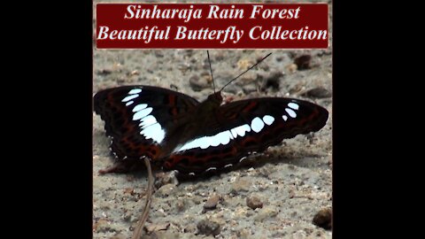 Sinharaja Rain Forest Beautiful Butterfly Collection | Butterfly