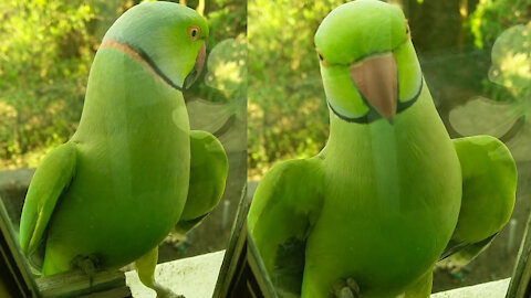 A Green Parrot Perched On A Glass Window Ledge / Funny Animals