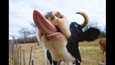 COW VIDEOS 🐄 COWS GRAZING IN A FIELD 🐄 COWS MOOING