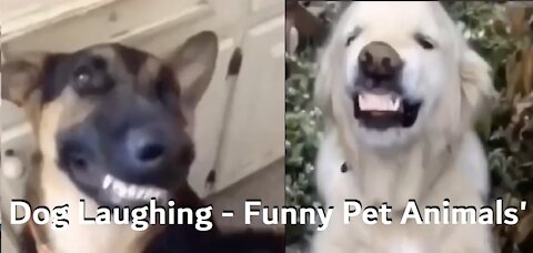 Dog Laughing - Funny Pet Animals'