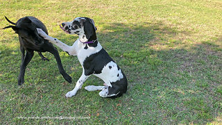 Energetic Great Danes Love to Play Jolly Ball Tag