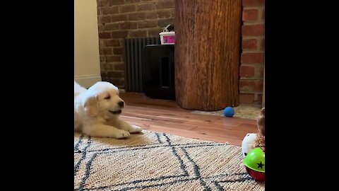 Cute Puppy Humorously Attacks New Toy