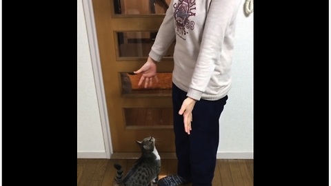 Cat Jumps High Up To Hug Owner