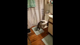 Kitty cat gets busted in the toilet!!!