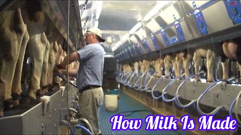 How Milk Is Made