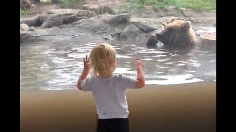 Bebê fascinado com ursos no jardim zoológico em Dakota