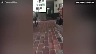 Fantasma é filmado caminhando atrás de cães