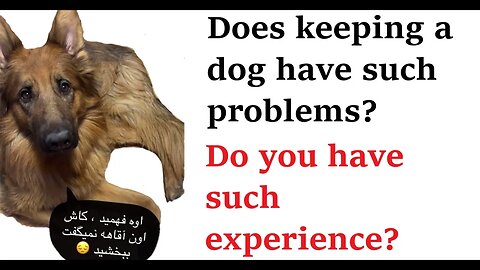 😲 Is keeping a dog such a problem How to train Dog training point dog pet house pet home train cat