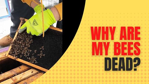 Why Did My Bees Die | Beekeeping | PeacefulLivingNH