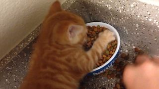 Adorable Kitten Possessive Over Food