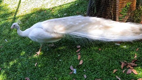 Have you seen white peacocks?