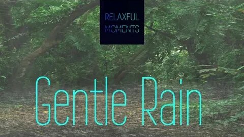 Gentle Rain | Pink Noise | Sound of Rain for Sleep, Relaxation and Focus