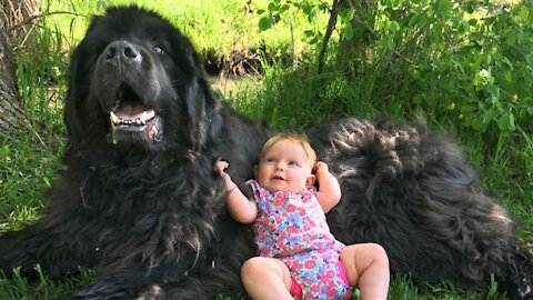Little baby Jumps on massive newfoundland dog