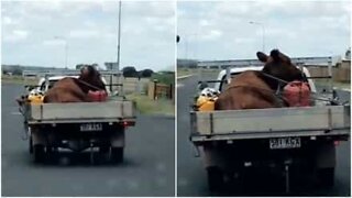 Vaca apanha pega carona em caminhonete na Austrália