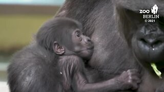 Baby gorilla named at Berlin Zoo