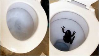 Turister finner en diger frosk i toalettet