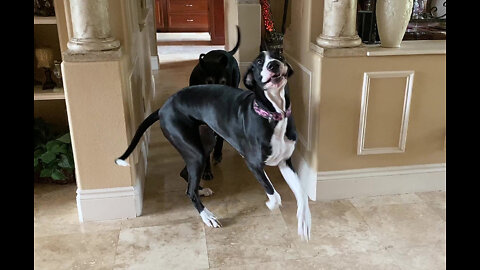 Great Dane Girls Are Excited To Go For A Car Ride