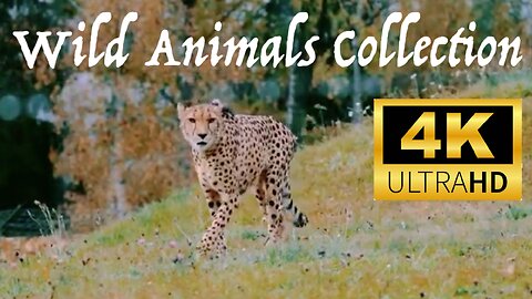 Wild Animals Collection in 4k