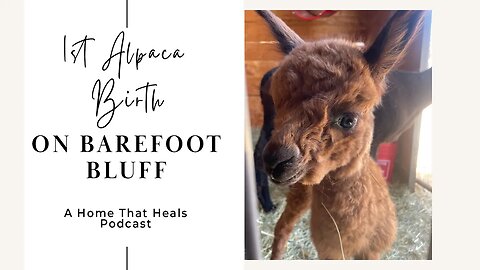 1st Alpaca Birth On Barefoot Bluff