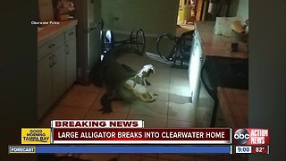 11-foot alligator breaks into Florida homeowner's kitchen