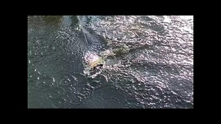 Peacock Bass in Florida