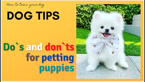Do`s and Don`ts For Petting Puppies