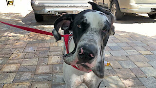 Muddy Great Dane Shakes While Getting A Bath